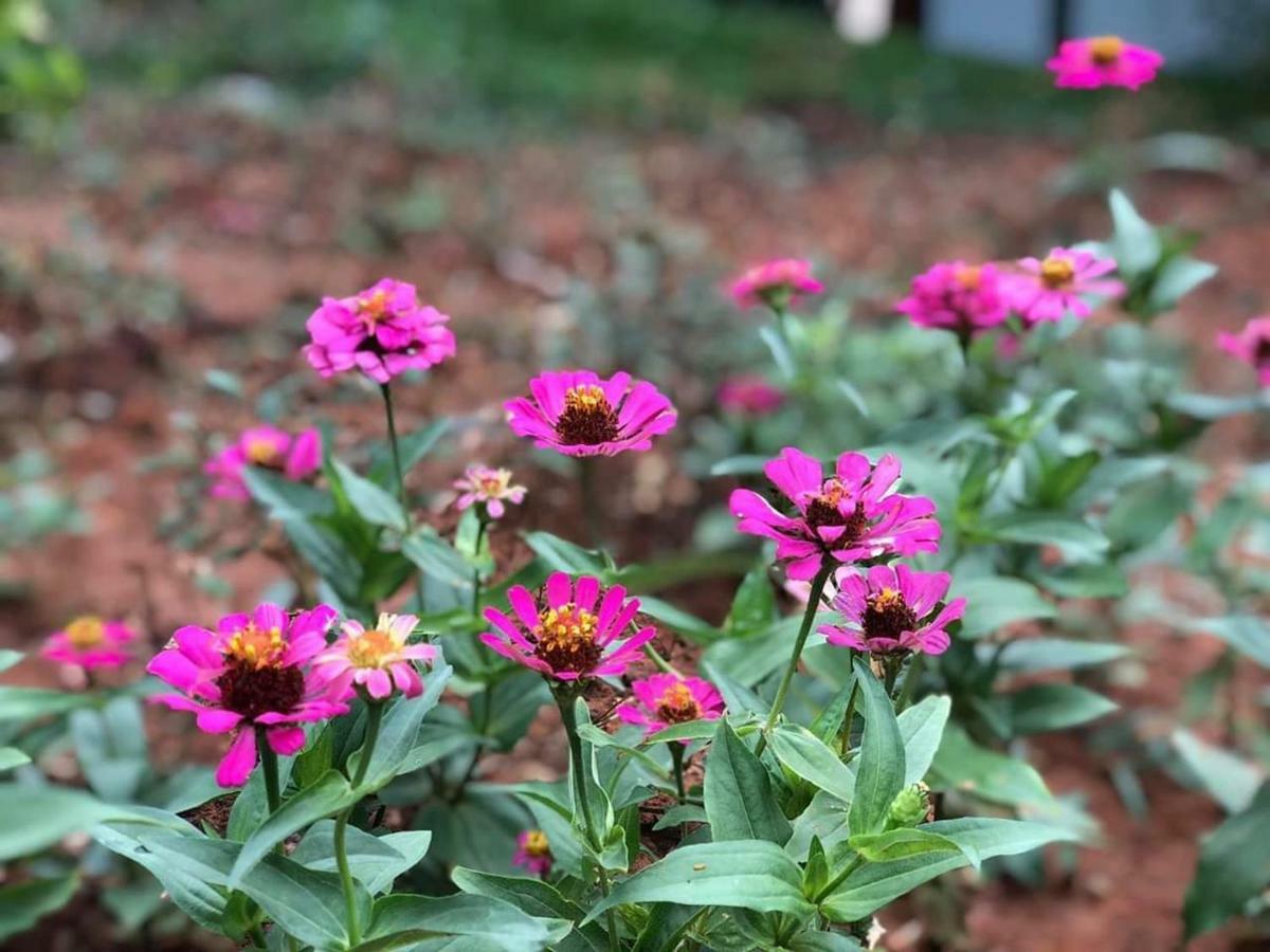 Eco House Moc Chau Bed & Breakfast エクステリア 写真