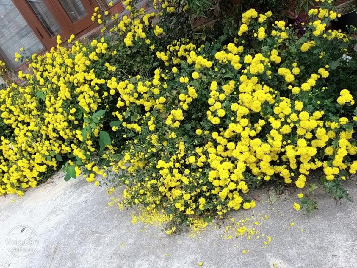 Eco House Moc Chau Bed & Breakfast エクステリア 写真